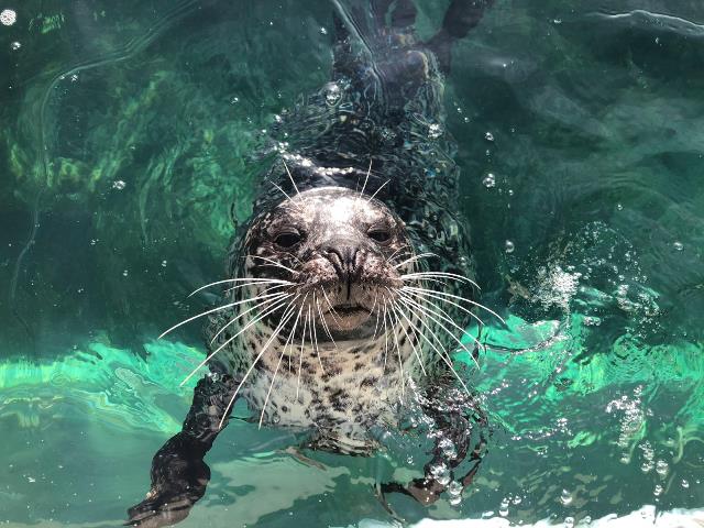 Rescued Seals at Blue Reef Tynemouth