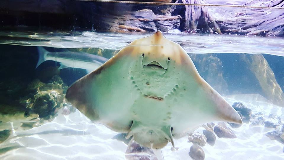 7 Things You Need to Know About Rays