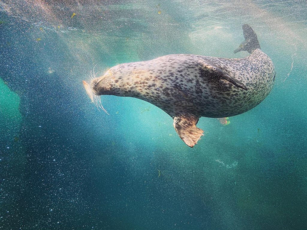 Seal missing from the Farne Islands recovering at Blue Reef Tynemouth