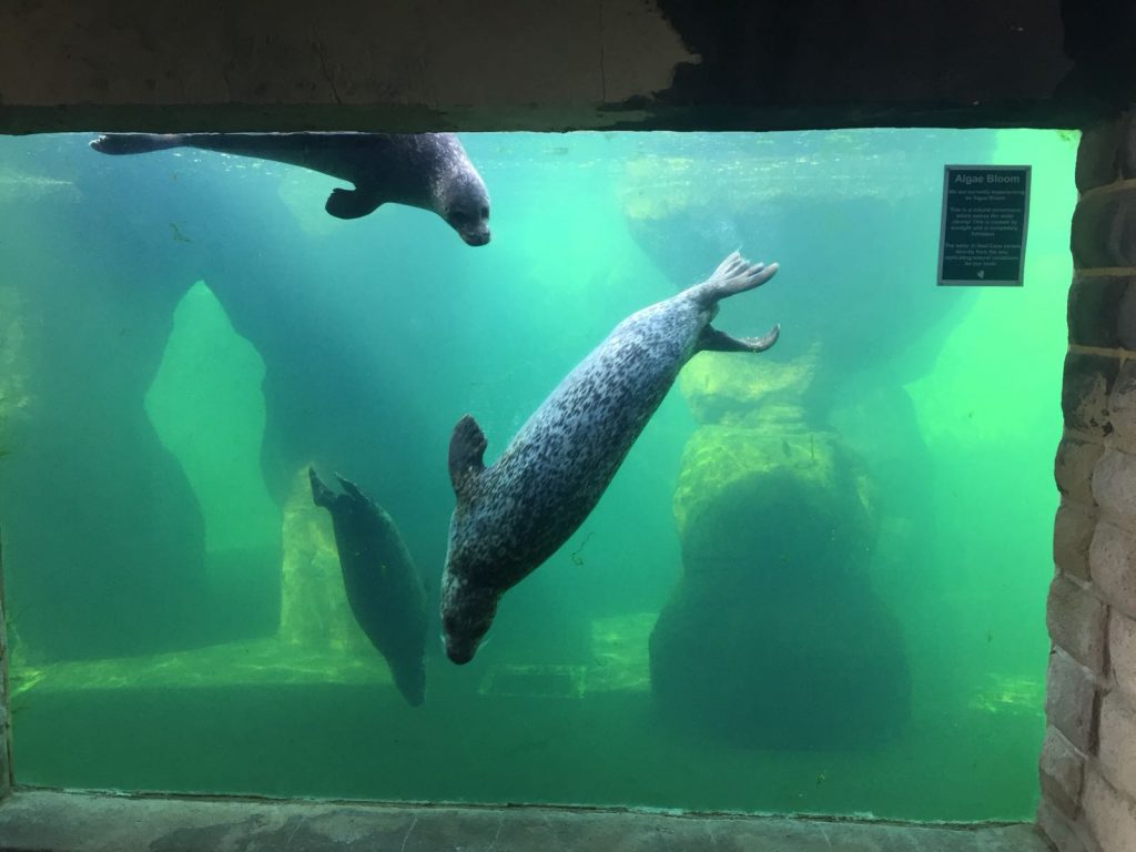 Pair of wild seals released back into the wild.