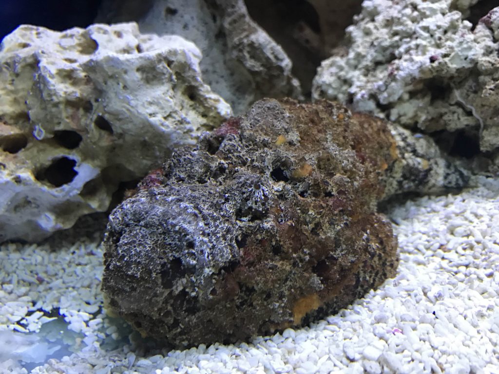 Meet the Stonefish: The World’s Deadliest Fish