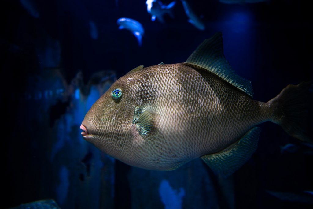 Tynemouth Aquarium Closes Temporarily in Response to COVID-19