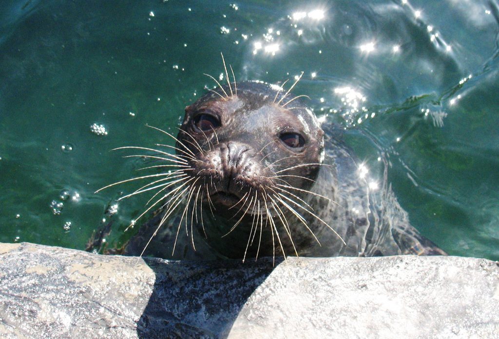 What Are the Different Types of Seals and How Can You Tell the Difference?